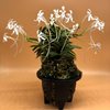 Neofinetia falcata  Kinkujaku 金孔雀